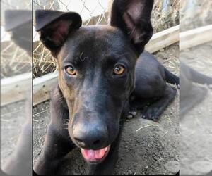 Shepradors Dogs for adoption in danville, CA, USA