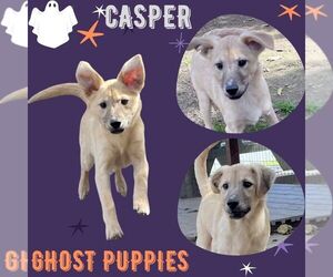 Mutt Dogs for adoption in Lindsay, CA, USA