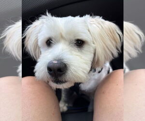 Poodle (Miniature)-Unknown Mix Dogs for adoption in Wheaton, IL, USA