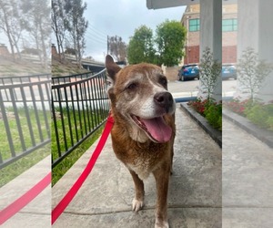 Shepradors Dogs for adoption in San Diego, CA, USA