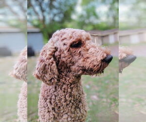 Poodle (Standard) Dogs for adoption in Mobile, AL, USA