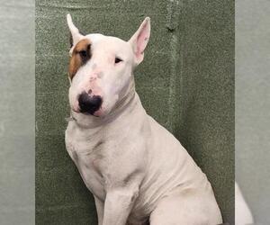 Bull Terrier Dogs for adoption in Downey, CA, USA