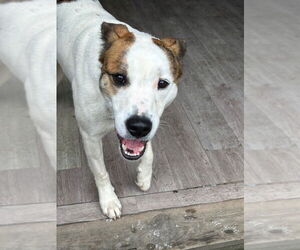 Collie-Unknown Mix Dogs for adoption in Elmsford, NY, USA