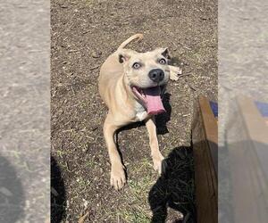 Labrador Retriever-Unknown Mix Dogs for adoption in San Antonio, TX, USA