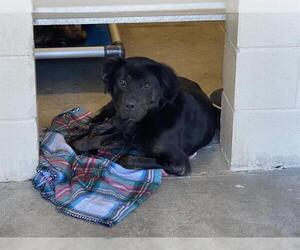Chow Chow-Unknown Mix Dogs for adoption in Ocala, FL, USA