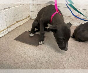American Pit Bull Terrier Dogs for adoption in San Bernardino, CA, USA