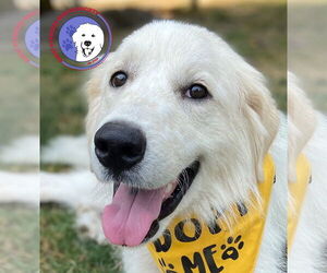 Great Pyrenees Dogs for adoption in Spring, TX, USA