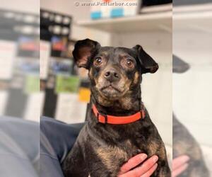 Doxie-Pin Dogs for adoption in Palmetto, FL, USA