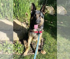 German Shepherd Dog Dogs for adoption in Santa Barbara, CA, USA