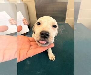 Pointer-Unknown Mix Dogs for adoption in Mobile, AL, USA