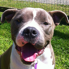 American Pit Bull Terrier-Unknown Mix Dogs for adoption in Petaluma, CA, USA