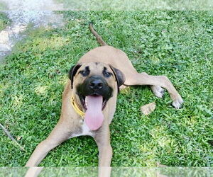 Labrador Retriever-Unknown Mix Dogs for adoption in Oak Bluffs, MA, USA