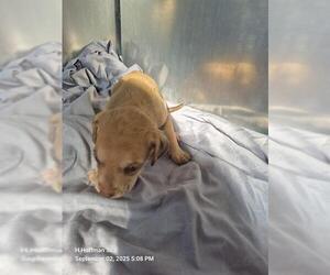 Labrador Retriever-Unknown Mix Dogs for adoption in San Antonio, TX, USA