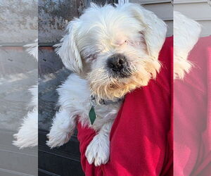 Mal-Shi Dogs for adoption in Clarkston, MI, USA