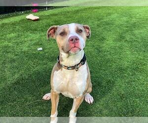 American Pit Bull Terrier-Unknown Mix Dogs for adoption in Orange, CA, USA