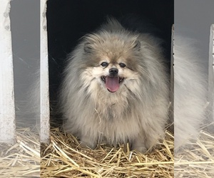 Pomeranian Dogs for adoption in Carson City, NV, USA