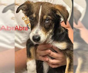 Border Collie Dogs for adoption in Mt. Laurel, NJ, USA