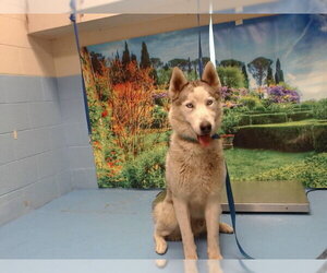 Siberian Husky Dogs for adoption in Moreno Valley, CA, USA