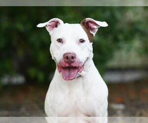 Boxador Dogs for adoption in Tavares, FL, USA