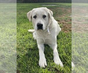 Great Pyrenees-Unknown Mix Dogs for adoption in Riverside, CA, USA
