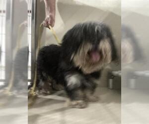 Poodle (Miniature) Dogs for adoption in Bakersfield, CA, USA