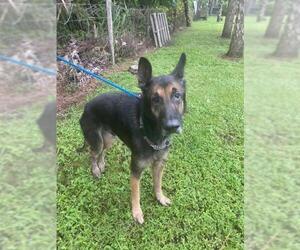 German Shepherd Dog-Unknown Mix Dogs for adoption in Naples, FL, USA