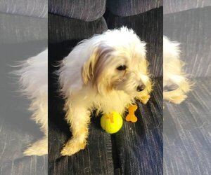 Maltese Dogs for adoption in Duluth, MN, USA