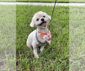 Maltese-Unknown Mix Dogs for adoption in Melbourne, FL, USA