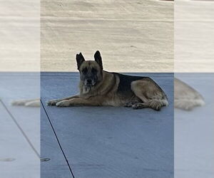 German Shepherd Dog Dogs for adoption in HESPERIA, CA, USA