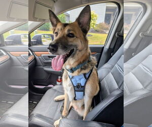 German Shepherd Dog-Unknown Mix Dogs for adoption in La Grange , NC, USA