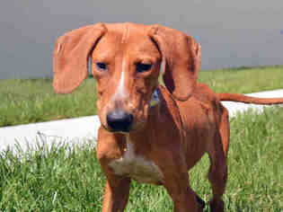 Bloodhound Dogs for adoption in Fort Lauderdale, FL, USA
