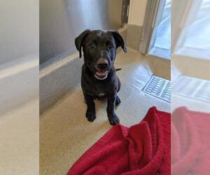 Mutt Dogs for adoption in San Martin, CA, USA