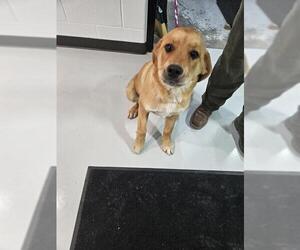 Golden Pyrenees Dogs for adoption in Temple, TX, USA