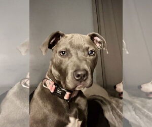 American Pit Bull Terrier-Unknown Mix Dogs for adoption in Hillsboro, MO, USA