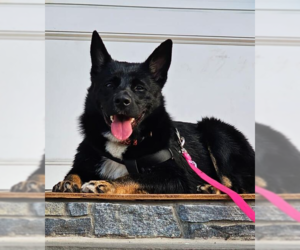 Medium Photo #14 Australian Kelpie-Unknown Mix Puppy For Sale in Caldwell, NJ, USA