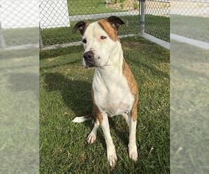 Mutt Dogs for adoption in Riverside, CA, USA