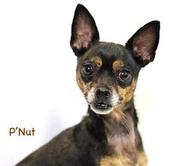 Chihuahua Dogs for adoption in Hot Springs Village, AR, USA