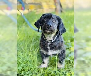 Maltese Dogs for adoption in Salinas, CA, USA