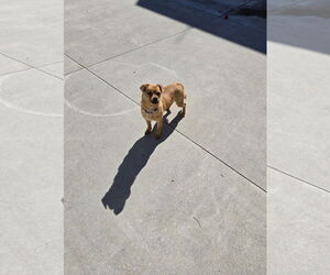 Mutt Dogs for adoption in Maquoketa, IA, USA