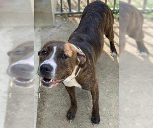 American Pit Bull Terrier Dogs for adoption in Riverside, CA, USA