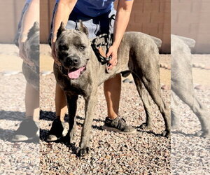 Mutt Dogs for adoption in Goodyear, AZ, USA