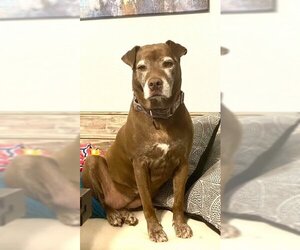 American Pit Bull Terrier-Labrador Retriever Mix Dogs for adoption in Dallas, TX, USA
