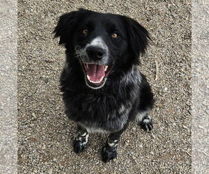 Australian Shepherd Dogs for adoption in Salt Lake City, UT, USA