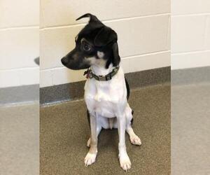 Rat Terrier-Unknown Mix Dogs for adoption in Belleuve, NE, USA