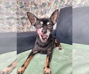 Chihuahua Dogs for adoption in Woodland, CA, USA