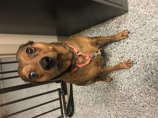 Chihuahua Dogs for adoption in North Attleboro, MA, USA