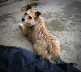 Jacairn Dogs for adoption in Littelton, CO, USA