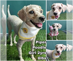 Mutt Dogs for adoption in Seattle, WA, USA