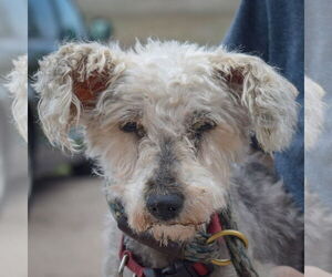 Mutt Dogs for adoption in Huntley, IL, USA