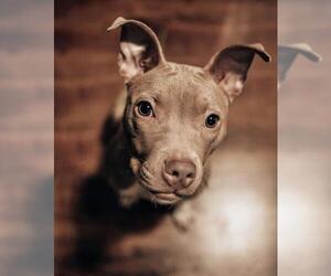 American Pit Bull Terrier Dogs for adoption in Belleuve, NE, USA